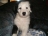 bobtail