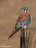 flightfeathers
